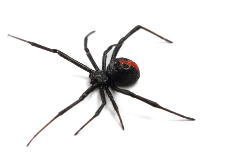 Black Widow Extermination in Fort Worth, TX