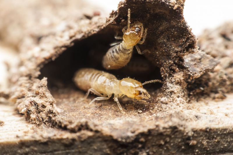 Commercial Termite Treatment in Frisco, TX