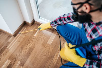 Common Spiders Extermination in New Braunfels, TX