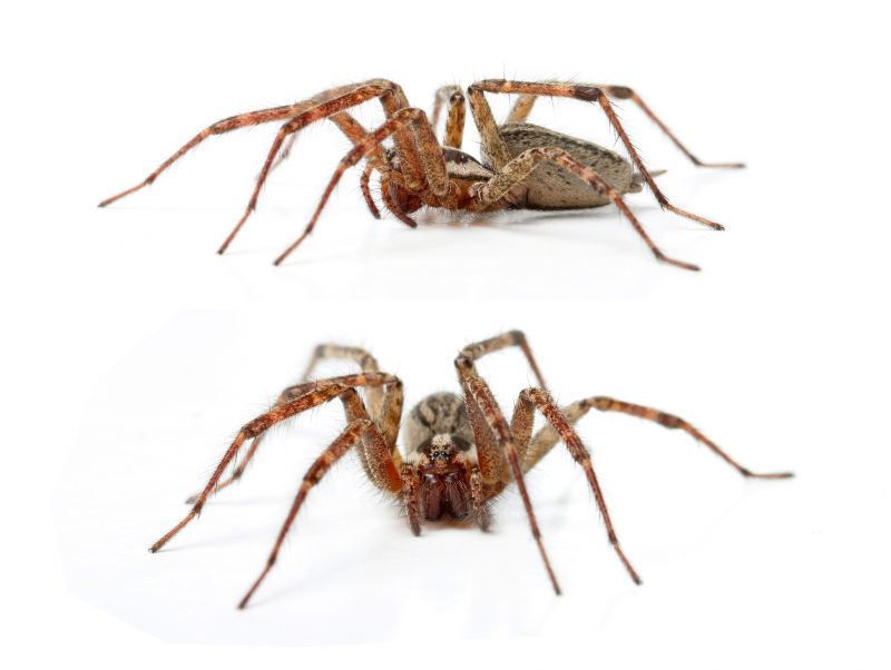 Hobo Spider Extermination in Fort Worth, TX