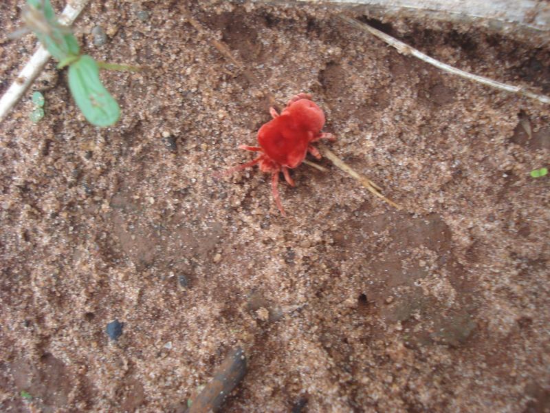 Mites Extermination in Arlington, TX