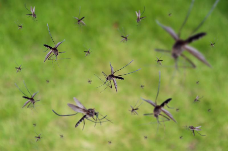 Mosquitoes Pest Control in Katy, TX