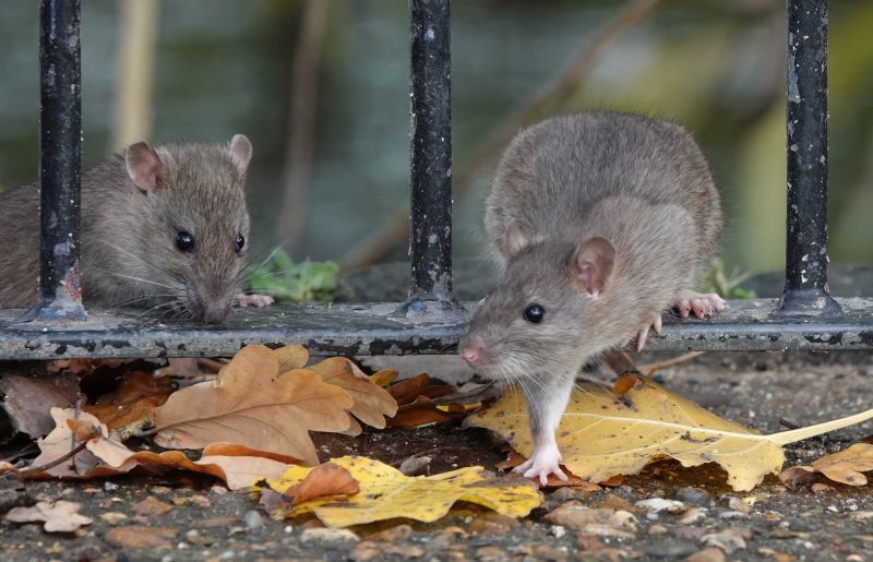 Rat Fumigation Service in Fayetteville, NC