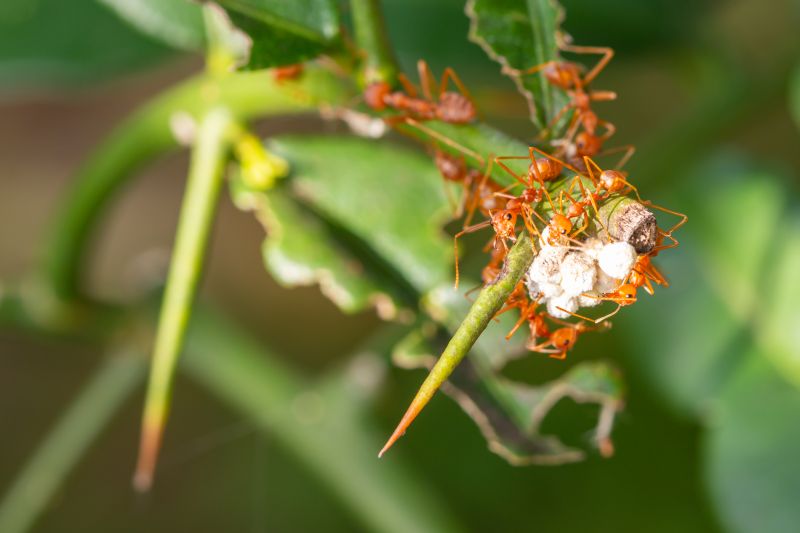 Red Ant Extermination in Denton, TX