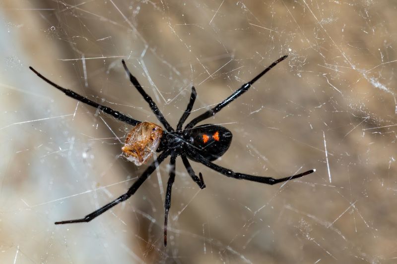 Wolf Spider Removal in Fort Worth, TX