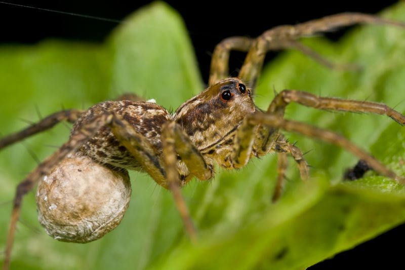 Wolf Spider Removal in New Braunfels, TX