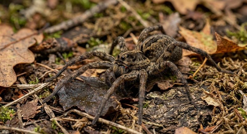 Wolf Spider Removal in Mckinney, TX