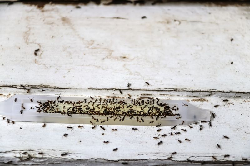Ants Extermination Service in Denton, TX