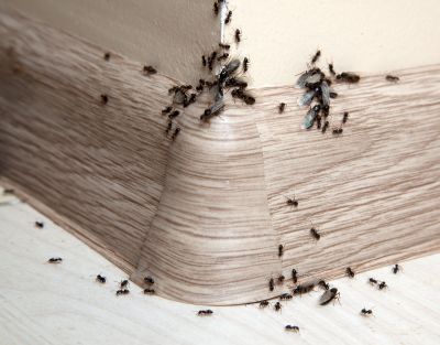 Ants Extermination Service in Rockwall, TX