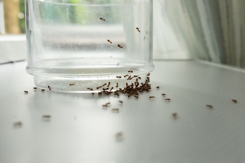 Ants Extermination Service in New Braunfels, TX