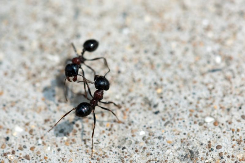 Ants Extermination Service in New Braunfels, TX