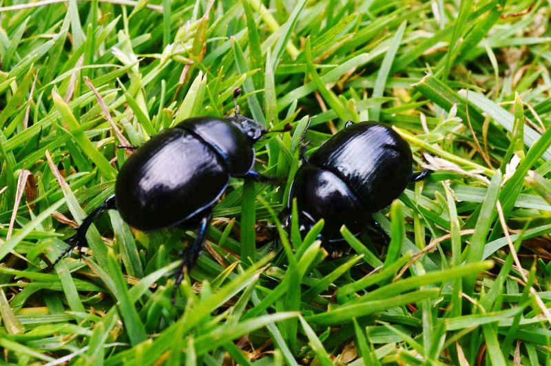 Beetle Removal in Arlington, TX