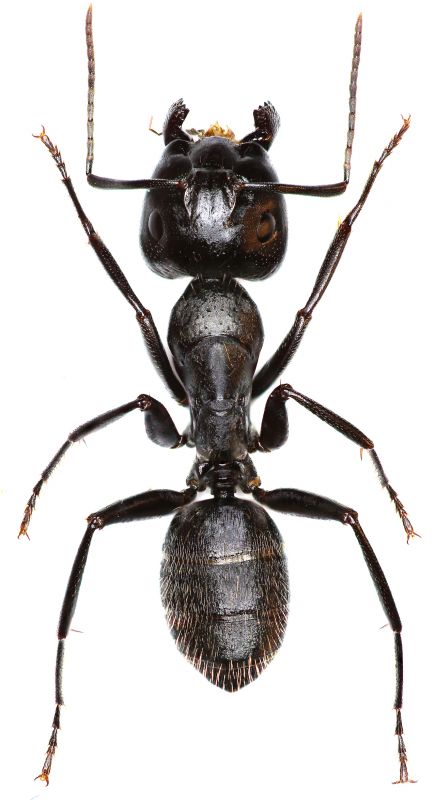 Black Ant Extermination in Mckinney, TX