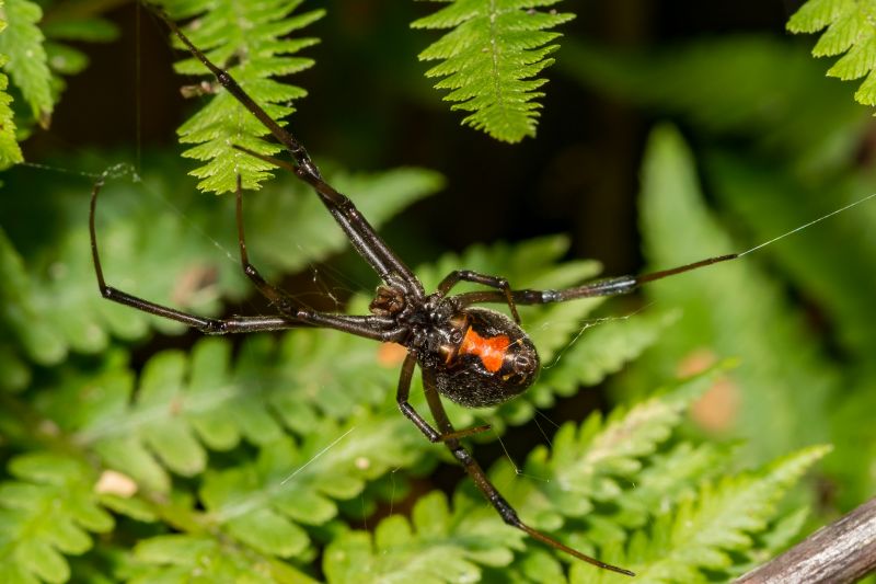 Black Widow Extermination in Denton, TX