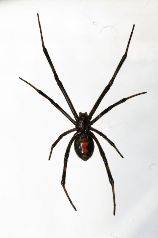 Black Widow Extermination in Denton, TX