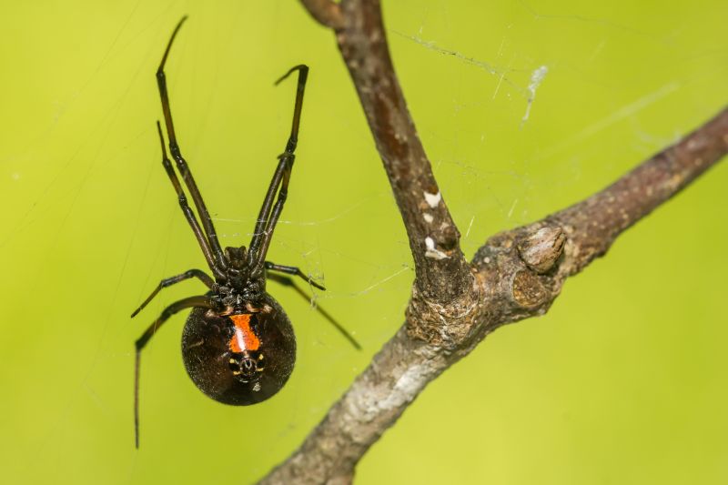 Black Widow Extermination in Rockwall, TX