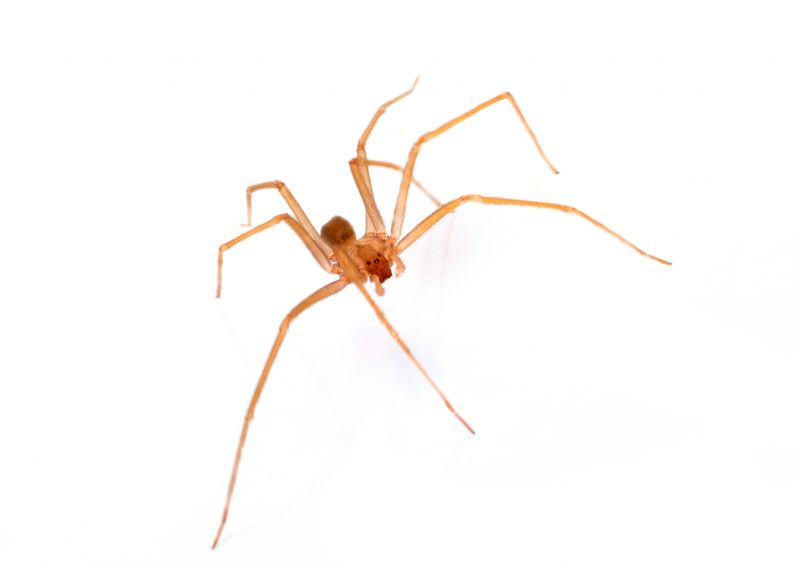 Brown Recluse Extermination in Denton, TX
