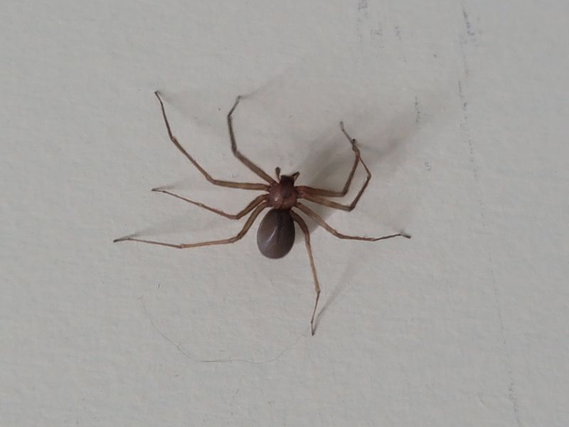 Brown Recluse Extermination in New Braunfels, TX