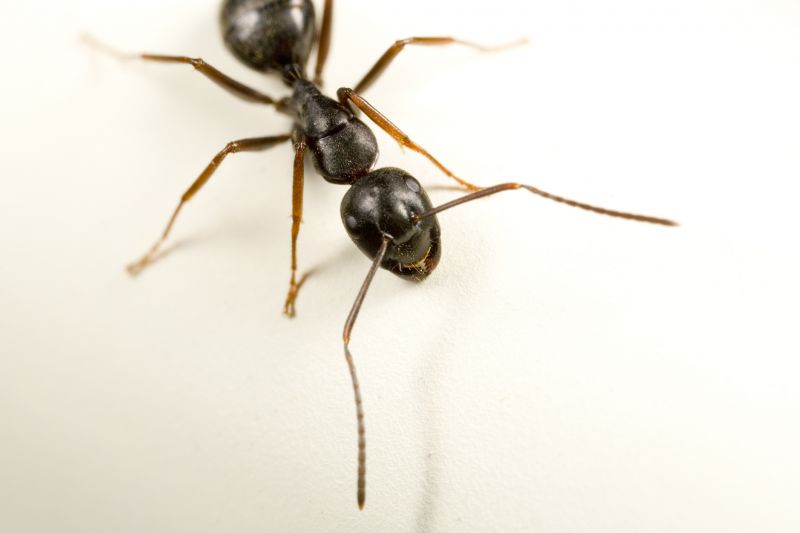 Carpenter Ant Extermination in Fort Worth, TX
