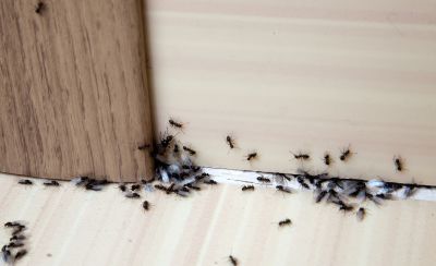 Carpenter Ant Extermination in Katy, TX