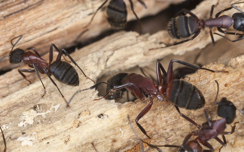 Carpenter Ant Extermination in New Braunfels, TX