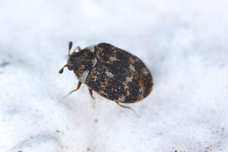 Carpet Beetle Extermination in Arlington, TX
