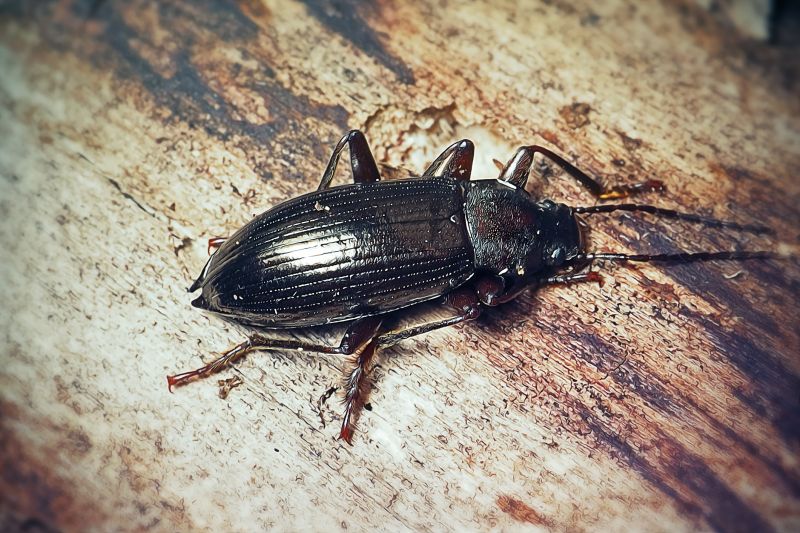 Chigger Extermination in Katy, TX