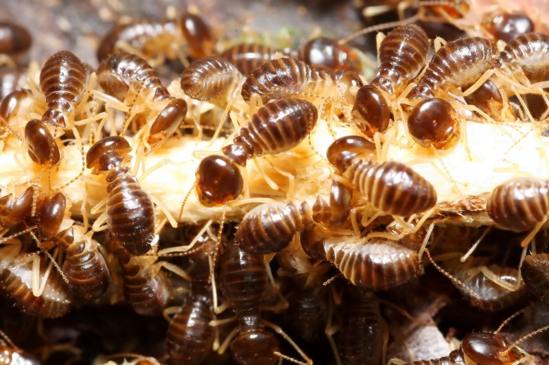 Commercial Termite Prevention in Frisco, TX