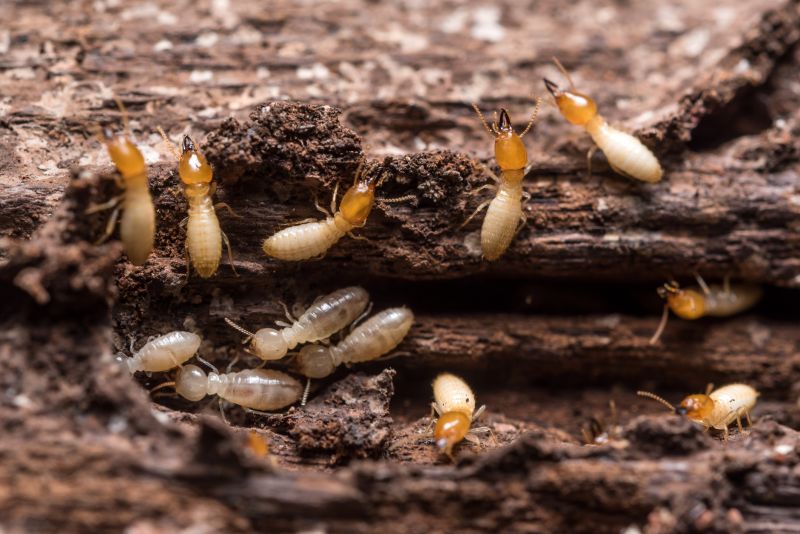 Commercial Termite Removal in Katy, TX