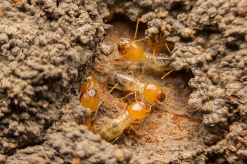 Commercial Termite Treatment in Frisco, TX