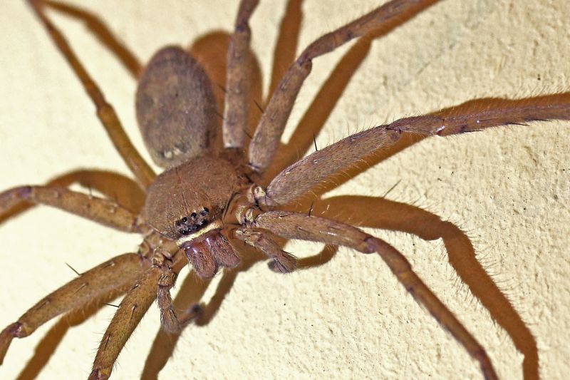Common Spiders Extermination in Frisco, TX