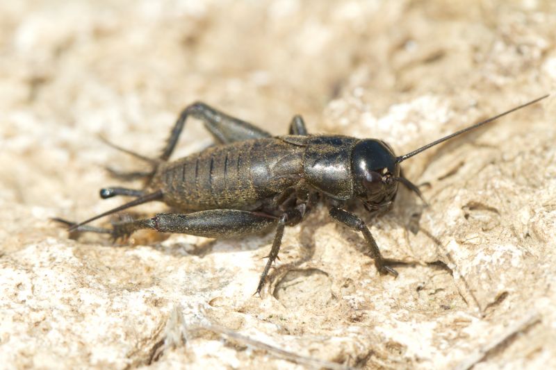 Cricket Control Service in Mckinney, TX
