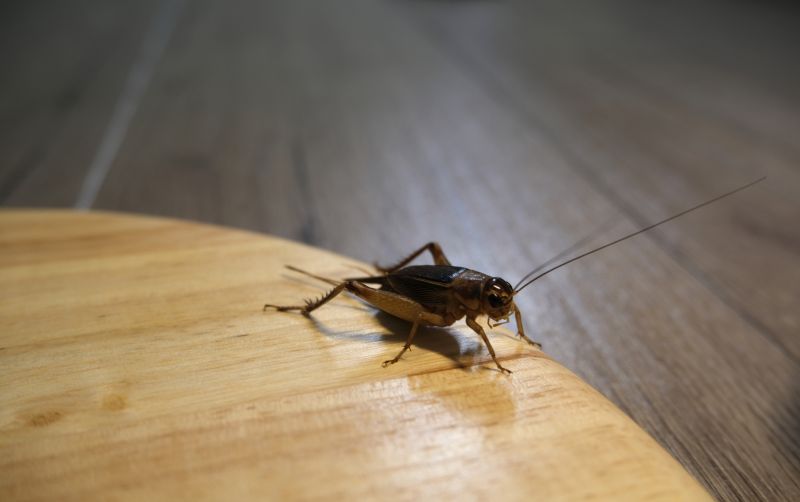 Cricket Prevention in Fort Worth, TX