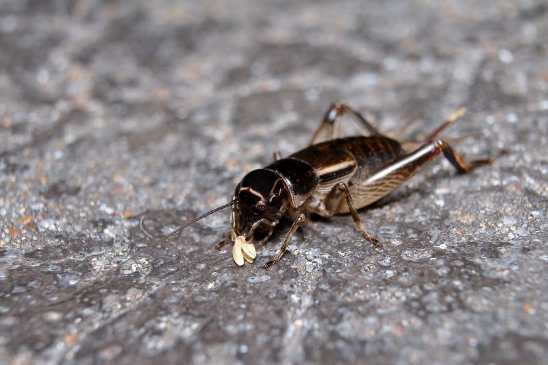Cricket Prevention in Rockwall, TX