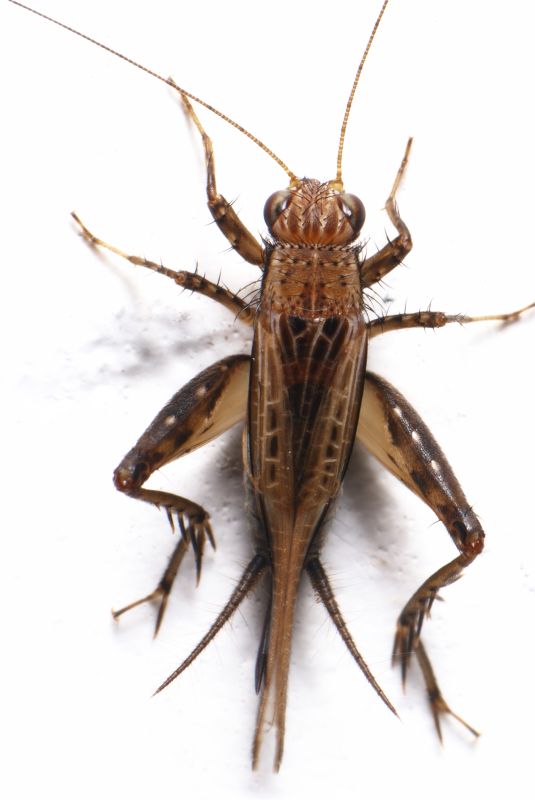 Cricket Prevention in Rockwall, TX