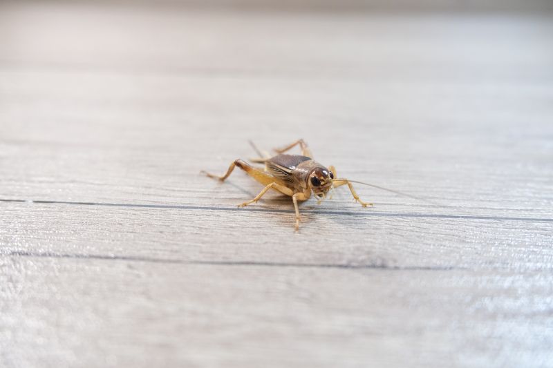 Cricket Prevention in Mckinney, TX