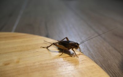 Cricket Prevention in New Braunfels, TX