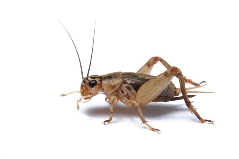 Cricket Removal Service in Denton, TX