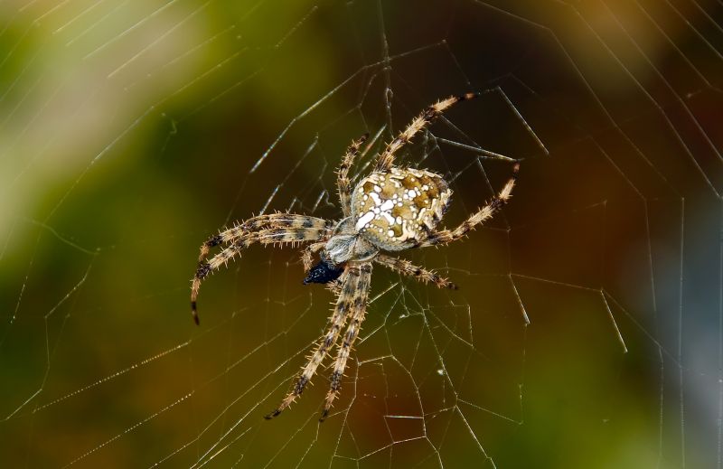 Cross Spider Extermination in Katy, TX