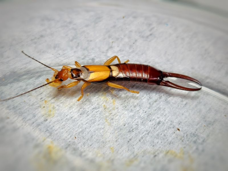 Earwig Extermination in Frisco, TX