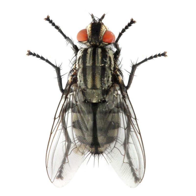 Fly Control Service in Fort Worth, TX