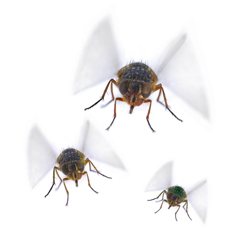 Fly Control Service in Mckinney, TX