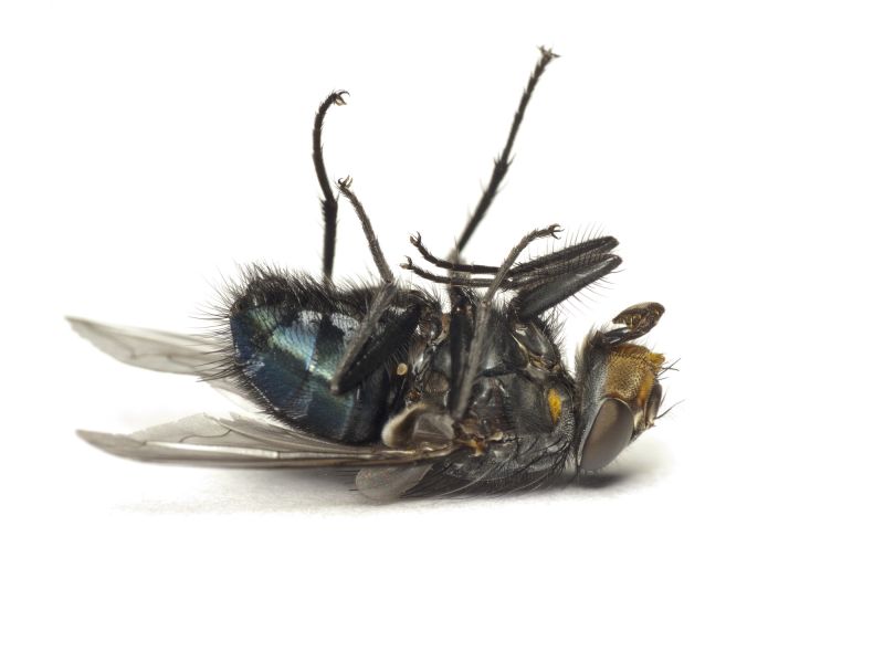 Fly Control Service in Denton, TX