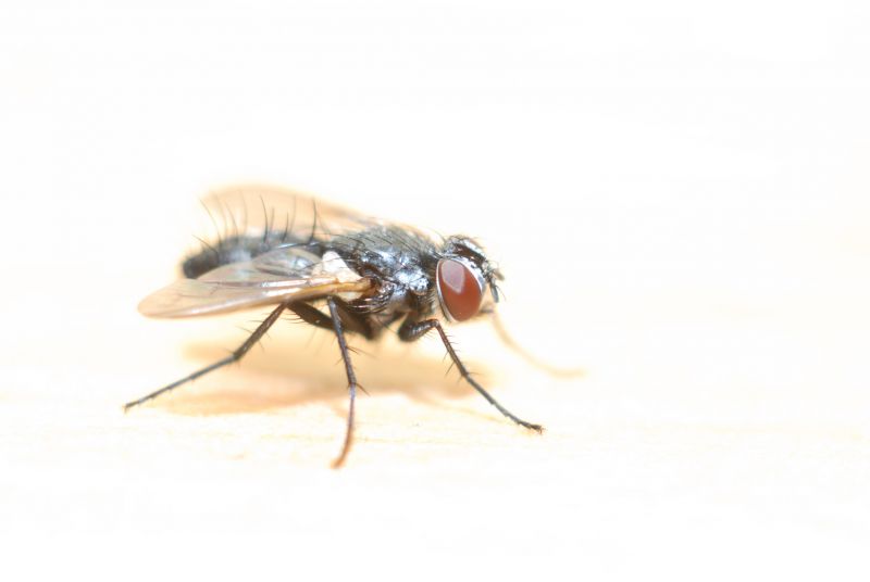 Fly Infestation Extermination in Katy, TX
