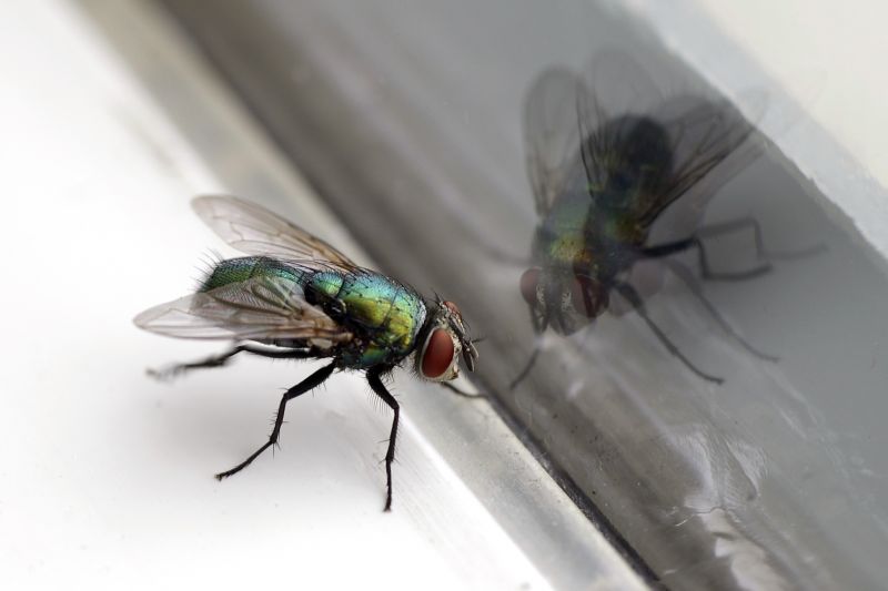 Fly Infestation Extermination in Rockwall, TX