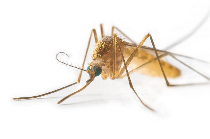 Fly Pest Control in Frisco, TX