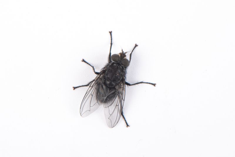 Fly Pest Control in Denton, TX