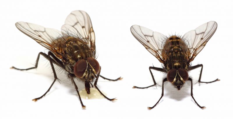 Fruit Fly Extermination in Denton, TX