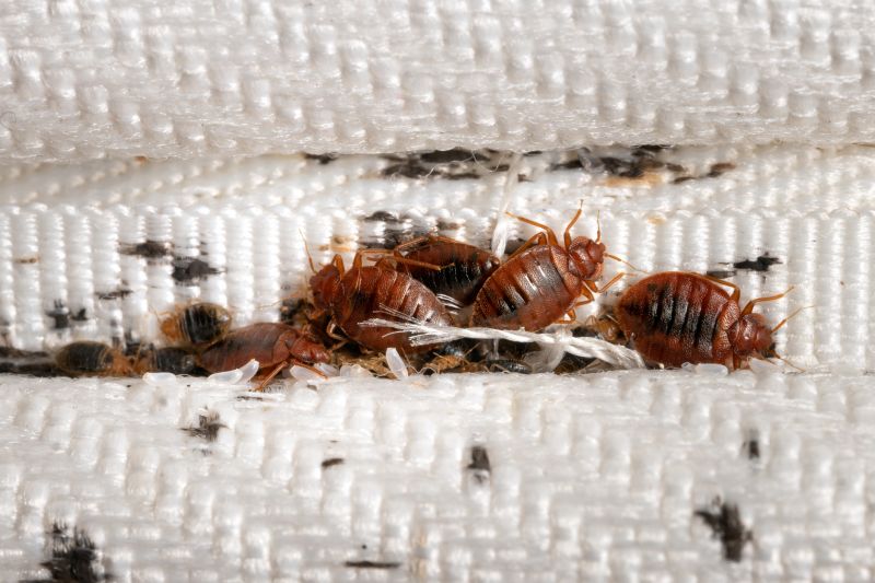 Bed Bug Presence