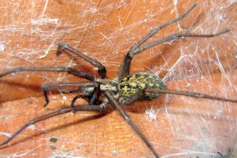 Hobo Spider Extermination in Fort Worth, TX